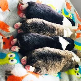 Pembroke Welsh Corgi Puppies from Corgis Hawaii Pleasantstone Aloha Corgis