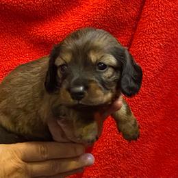 FiFi AKC full rights - Piebald female Dachshund puppy in Elizabethtown, Kentucky from Teeny Tiny Puppy Tails