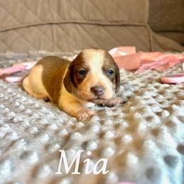 Mia - Piebald female Dachshund puppy in Aiken, South Carolina from State Eight Dachshunds