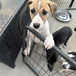 Golden Retriever and Greyhound Puppies from K and E Kennels