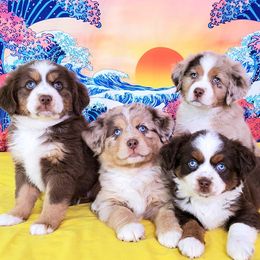 Miniature Australian Shepherds and Toy Australian Shepherds from iHeart Mini Aussies