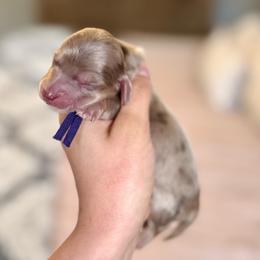 Chocolate and cream dapple girl (lighter, smaller) - Dapple female Dachshund puppy in Beaver, Pennsylvania from Meaden’s Mini Dachshunds