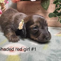 Girl 1 - Red female Dachshund puppy in Alice, Texas from Crimson’s longhair Dachshunds