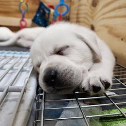 Labrador Retriever Puppies from The Labradors of Sycamore Farms