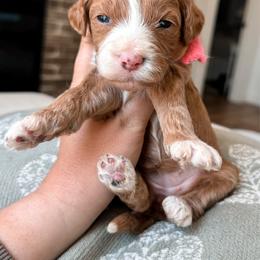 Pink collar girl - Red  female Goldendoodle puppy in Ruthorfordton, North Carolina from Duncan Doodles Goldendoodles