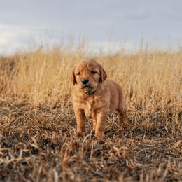 Bombay (blue) - Dark golden male Golden Retriever puppy in Bynum, Montana from Summit Canine Breeding