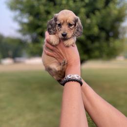 Dachshund Puppies from Faith Ann's Dachshunds