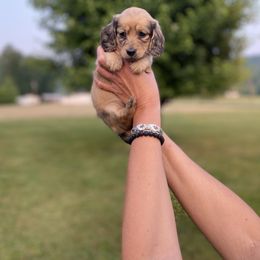 Dachshund Puppies from Faith Ann's Dachshunds
