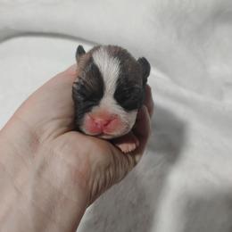 Male 3 - Seal and white male Boston Terrier puppy in Catawba, North Carolina from Lil Wiggles Boston Terriers