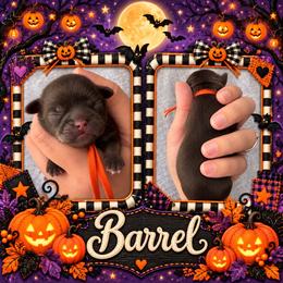 Barrel - Liver male Shih Tzu puppy in Connersville, Indiana from Sugar and Spice Shihtzus