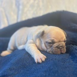 Sugar - Fawn female French Bulldog puppy in Salisbury, Maryland from 77 Frenchies Maryland