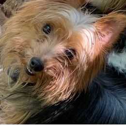 SV's Wild Child Abbee Gal - Black and tan female Yorkshire Terrier puppy in Lexington, North Carolina from Silver Valley Yorkies
