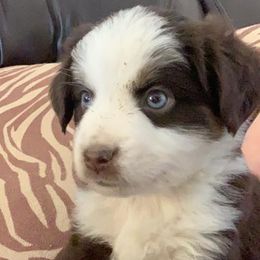 Australian Shepherds, Miniature Australian Shepherds, and Toy Australian Shepherds from KNJ Aussies