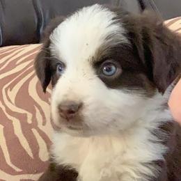 Australian Shepherds, Miniature Australian Shepherds, and Toy Australian Shepherds from KNJ Aussies