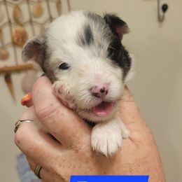 Fergus - Blue merle and white male Shetland Sheepdog puppy in Kaycee, Wyoming from Heavenly Shelties