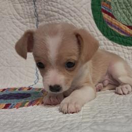 Frosty - Cream and white male Chihuahua puppy in Branford, Florida from Mbjs Doxies and chihuahuas