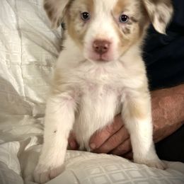 Destiny - Red merle female Australian Shepherd puppy in Pasadena, Maryland from Maple shore Aussies