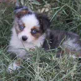Australian Shepherd Puppies from BitABlue Australian Shepherds