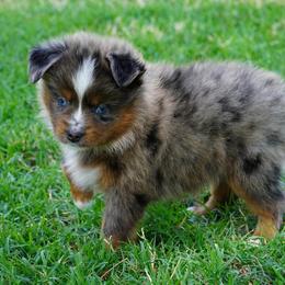Boy 2 - Blue merle male Miniature Australian Shepherd puppy in Lawton, Oklahoma from Lindsey’s Aussies
