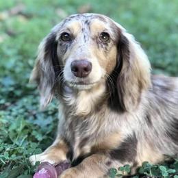 Bonnie - Dachshund
