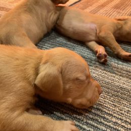 Girl 5 - Vizsla puppy in Riverview, Indiana from Kismet Vizslas