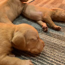 Girl 5 - Vizsla puppy in Riverview, Indiana from Kismet Vizslas