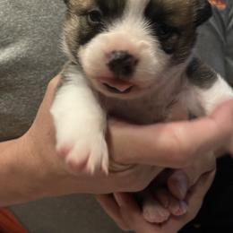 Bella - Sable female Pembroke Welsh Corgi puppy in Bartlett, Tennessee from Lakeside Corgi Club