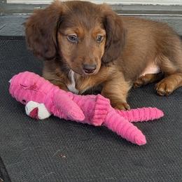 Rosalie - Chocolate and tan female Dachshund puppy in Eureka, California from Wigglebutts Mini Dachshunds