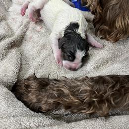 Wirehaired Pointing Griffon Puppies from Happy Hollow Griffons