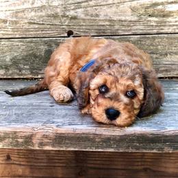 Bud - Sable male Cockapoo puppy in Hermiston, Oregon from Columbia River Cockapoos