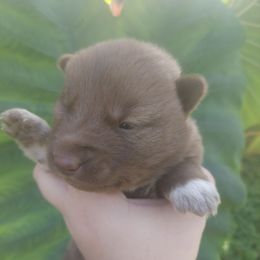 Ginny - Red and white female Siberian Husky puppy in Vale, North Carolina from Sirens Song Siberian Huskies