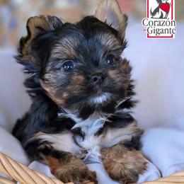 Johny Cage - Black and tan male Yorkshire Terrier puppy in California from Corazon de gigante