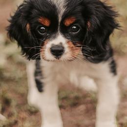 Cavalier King Charles Spaniels from Cedar Cavaliers