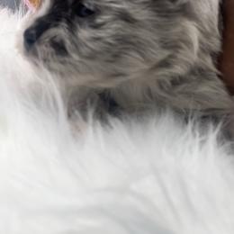 Boy 2 - Blue merle male Pomeranian puppy in Brentwood, California from Royalpawpoms