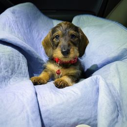 Lucy (Formerly known as Trixie). - Wild boar female Dachshund puppy in Wooldridge, Missouri from Royal Bloodline Canines