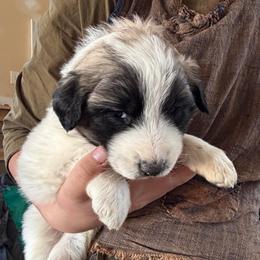 Velma- purple - Badger female Colorado Mountain Dog puppy in Cotopaxi, Colorado from Once Upon A Moose (OUM)