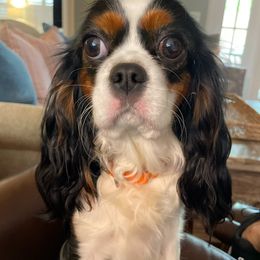Daphne - Cavalier King Charles Spaniel