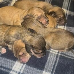 Woody - Cream male Dachshund puppy in Wylie, Texas from Karas Royal Dachshunds