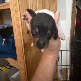 Sam - Piebald male Dachshund puppy in Wappapello, Missouri from Kandb Dachshunds