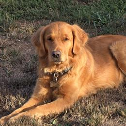 Suzie - Golden Retriever