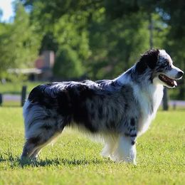 Canon - Miniature American Shepherd