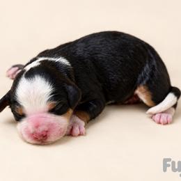 Fuji - Tri-color male Bernedoodle puppy in Henry, Illinois from Rowe Farms Doodles