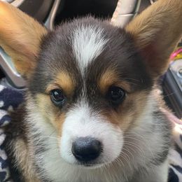 American Corgi, Dachshund, and Pembroke Welsh Corgi Puppies from Hoppin’ B Corgis & Mini Dachshunds