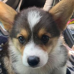 American Corgi, Dachshund, and Pembroke Welsh Corgi Puppies from Hoppin’ B Corgis & Mini Dachshunds