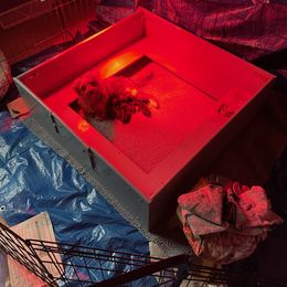 Rottweiler and Yorkshire Terrier Puppies from Superior Family Kennels