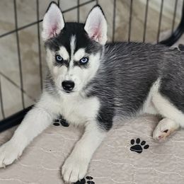 Pomsky Puppies from Peoria Pomskies