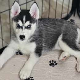 Pomsky Puppies from Peoria Pomskies