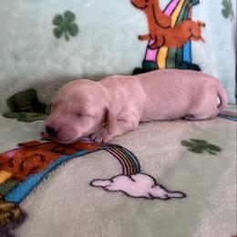 Sweet pea - Cream female Dachshund puppy in Willow Springs, Missouri from Krazy Acre Farm