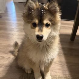 Simba - Chocolate male Pomsky puppy in Grandview, Washington from Alyssa’s Pomskies