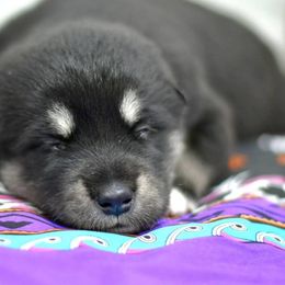 Girl 1 - Black and white female Alaskan Malamute puppy in Kingston, Tennessee from North Shore Alaskan Malamutes